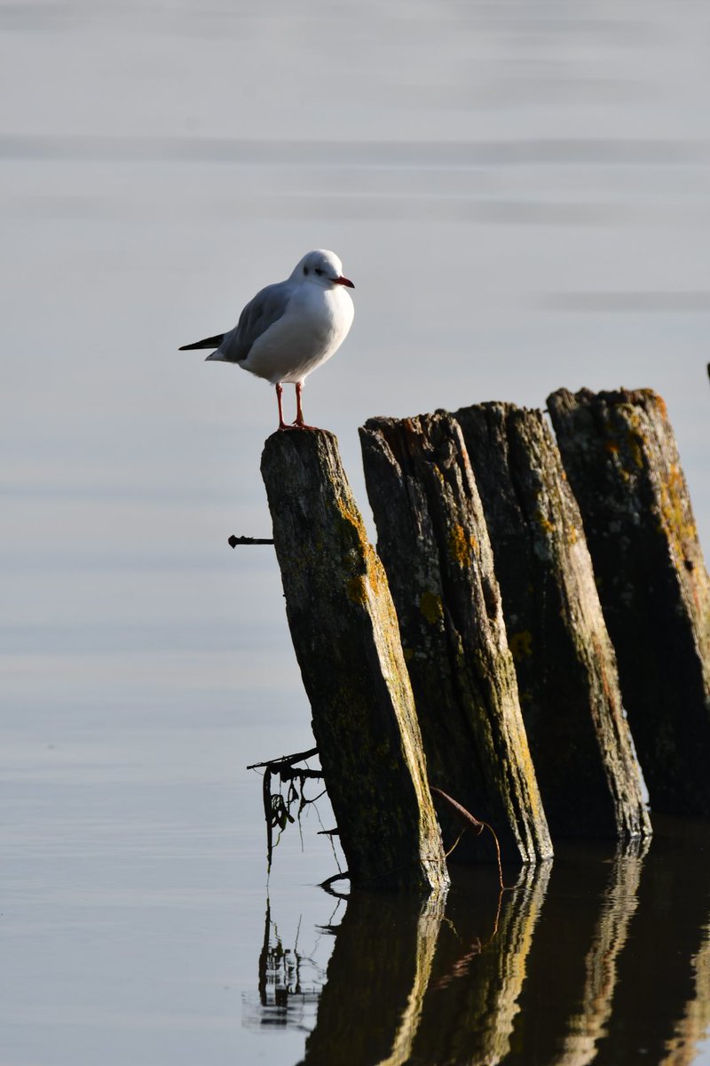 Tim Ridgeway tweet media