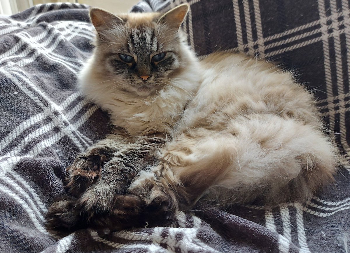 thehairycats's tweet photo. Today I feel like a chameleon. #Yuri #MatchingColours https://t.co/U3YEYnyerU