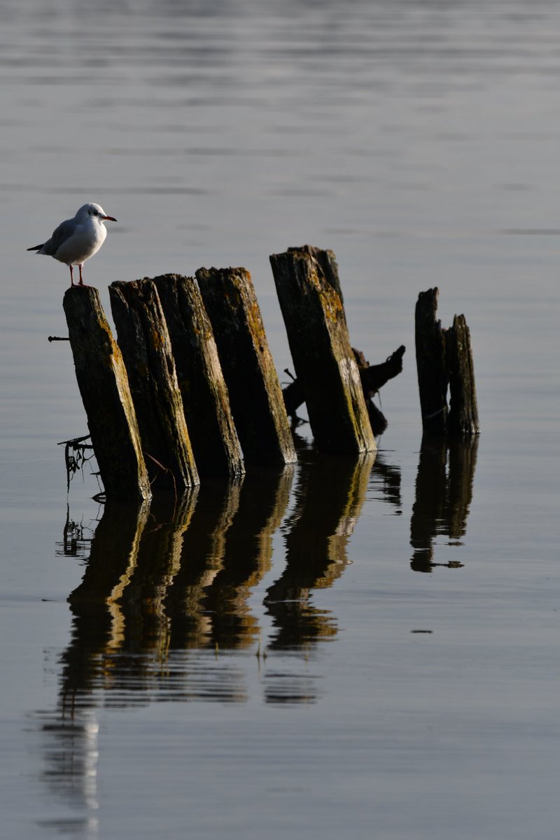 Lovely morning <a href="/TurfLocksPub/">TurfLocksPub</a> @Exeestuary <a href="/kwife/">Em</a> <a href="/Nature/">nature</a> <a href="/ExeterDaily/">Exeter Daily</a> @Exeter_Hour <a href="/Natures_Voice/">RSPB</a> <a href="/RSPBExeEstuary/">RSPB Exe Estuary & Darts Farm</a>