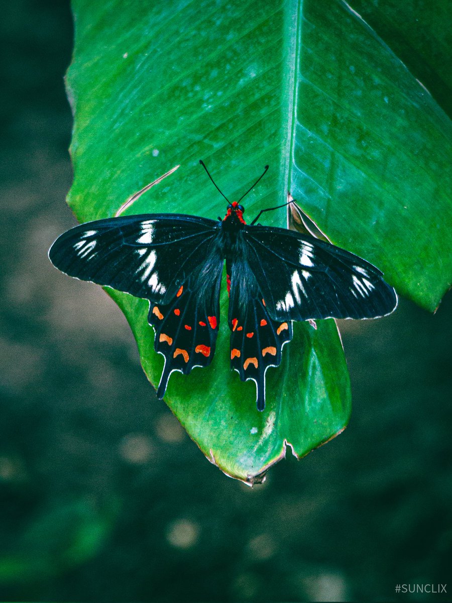 sundarmercury's tweet photo. A butterfly will appear when a visitor from heaven is near..๐ฅบ
11|09๐๐
#sunclix
#canon_photos
#Canon
#canonphotography
#NaturePhotography
#photooftheday
#photohour https://t.co/Mv4XAe8jM2