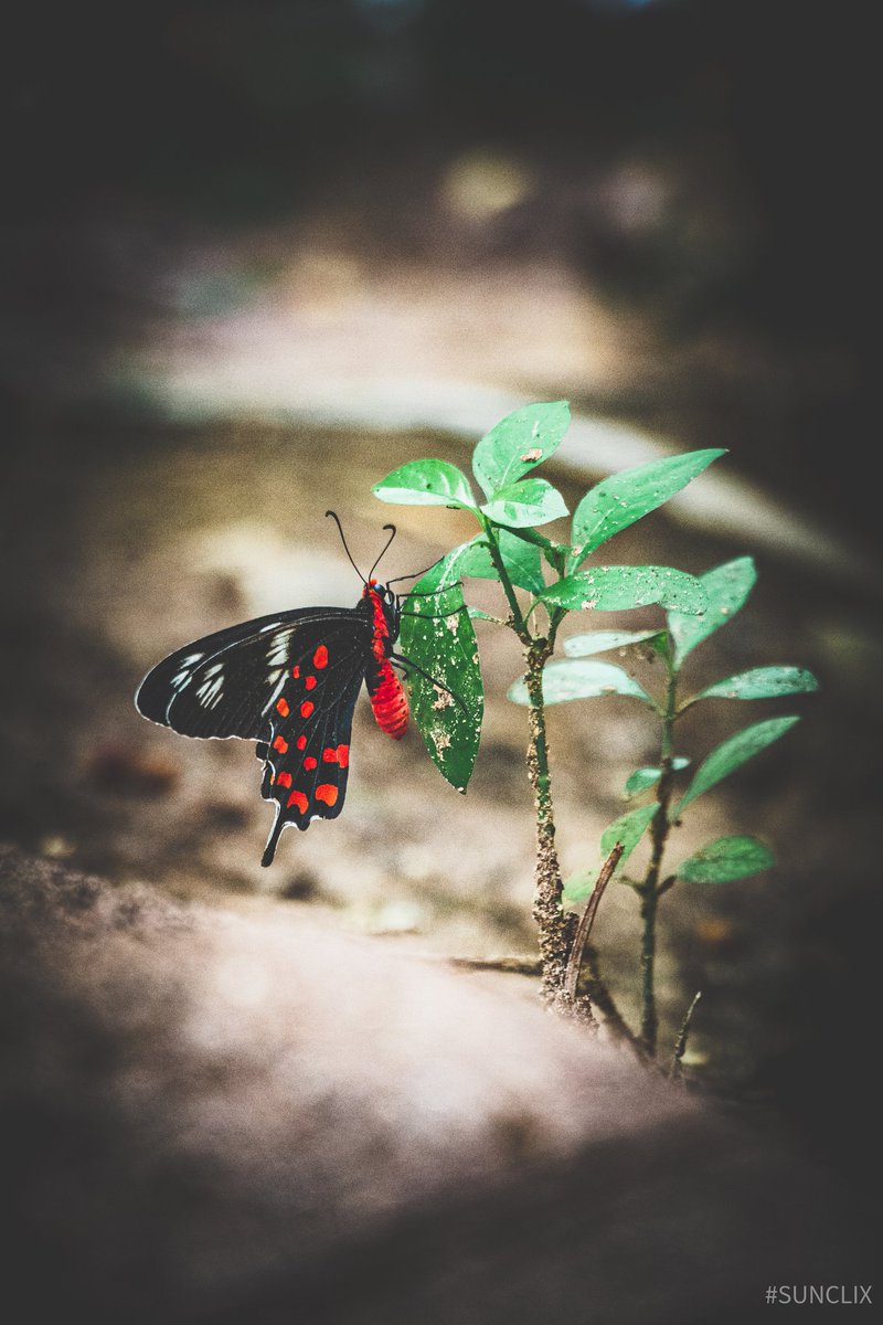 sundarmercury's tweet photo. A butterfly will appear when a visitor from heaven is near..๐ฅบ
11|09๐๐
#sunclix
#canon_photos
#Canon
#canonphotography
#NaturePhotography
#photooftheday
#photohour https://t.co/Mv4XAe8jM2
