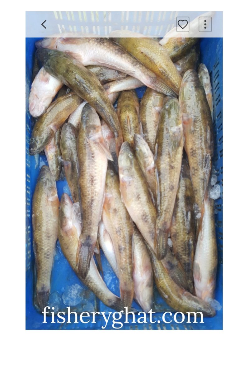 fisheryghat's tweet photo. মিঠা পা‌নির "বাইলা" মাছ; 
#organic #freshfish #riverfish #projectfish #safefish #tastyfish #popularfish #exclusivefish #pondfish https://t.co/5VHH8FYQNG