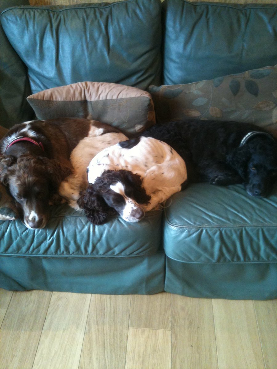SpanielsSuper's tweet photo. @NickyAACampbell Definitely on sofa.
Sadly Snoopy can no longer climb up & needs to be helped down. It’s an indication of what’s to come 🙁
Younger sister Mo still makes herself comfy😊
Beautiful black boy Brogie is no longer with us 😢 #DogsOnSofa #GoldenOldie #LifeIsMuchToShortToSayNo https://t.co/22YSnu4N1K
