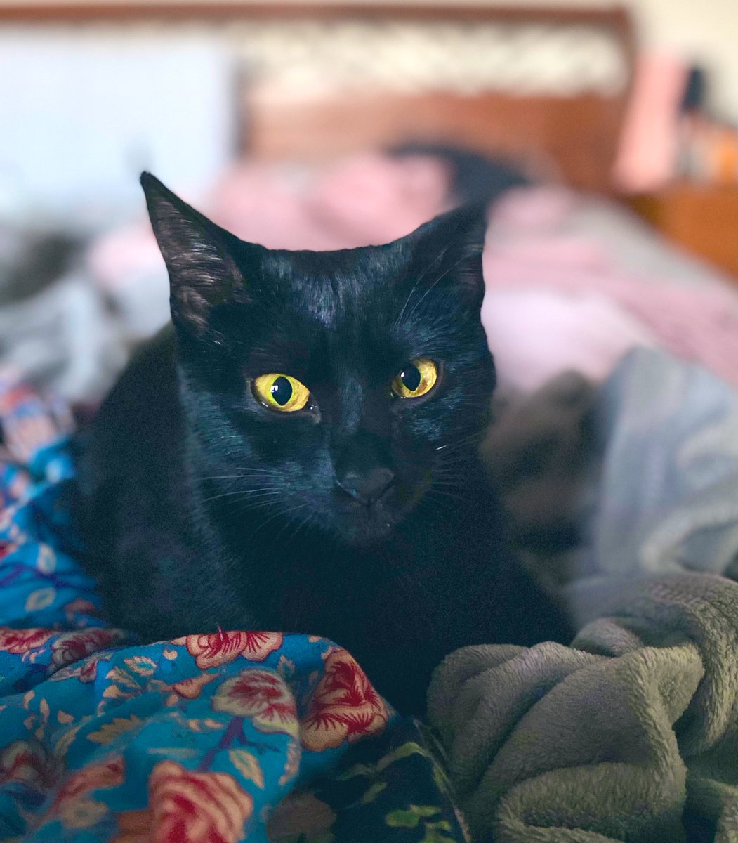 Our little cat friend was killed in traffic,  she was found dead at nights &amp; we had to tell the children today &amp; we cried &amp; cried. She was only with us for a short time &amp; she was talkative &amp; playful but fearless &amp; fool hardy.