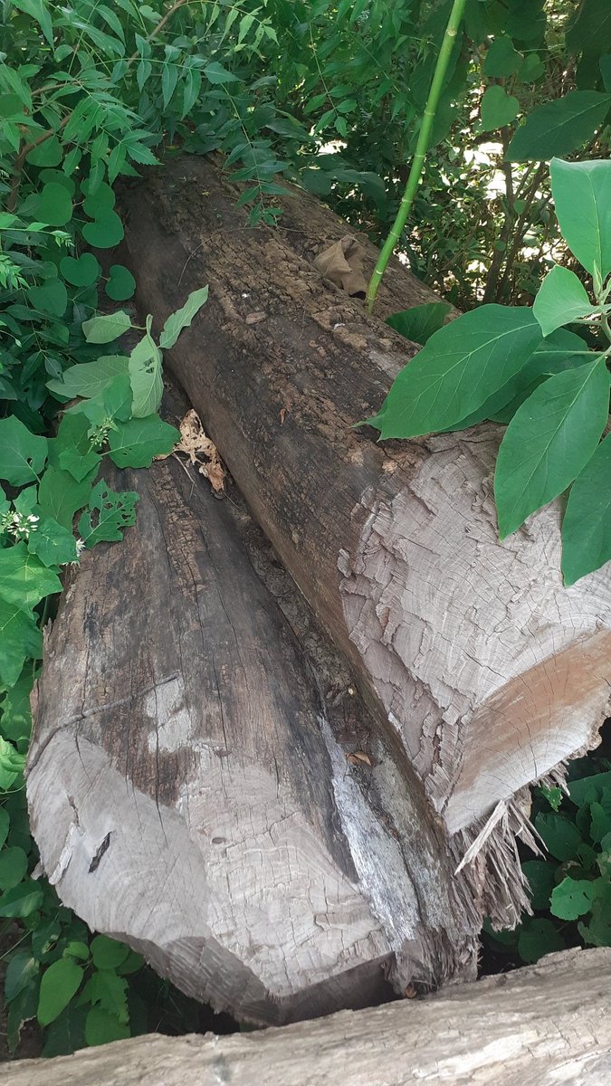 GopalSi12946817's tweet photo. @yusufan58101351 @myogiadityanath @CMOfficeUP @ChiefSecyUP @DrArun_BJP @KPMalik_BJP @CentralIfs @spgoyal @UpforestUp @AwasthiAwanishK बिल्कुल सही कह रहे हैं यूसुफ भाई जब वन विभाग के लोगों की खुद की गर्दन फंसती है तो वह दबाव बनाने की कोशिश करने लगते हैं और जब कोई निर्दोष आदमी उनके चंगुल में फंसता है तो उसको कतई मार डालते हैं https://t.co/VMItVXqqkX