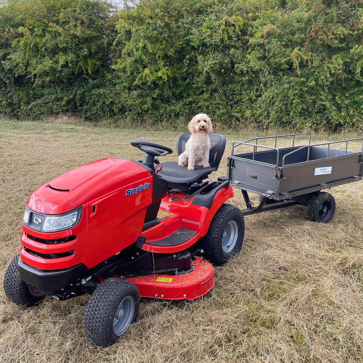 GaleaLatte's tweet photo. 🐾 🌱 🐶 Weekends in the garden #lattegalea #galea #cockapoo #cockapoosoftwitter #DogsOnTwitter #shortskinnylatte #garden #lawnmower https://t.co/B71K0L61vW
