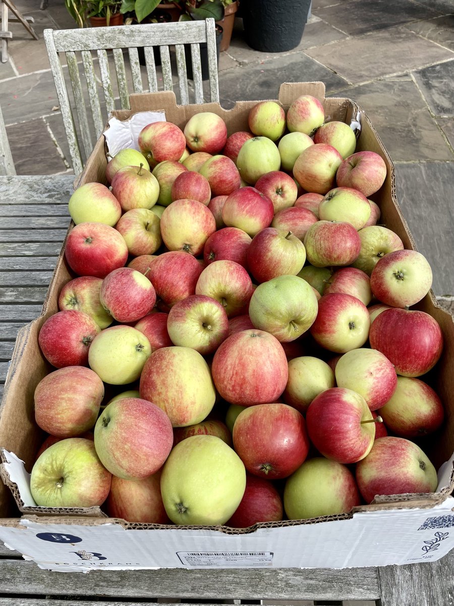 Peter Sargent (@healeyhouser) on Twitter photo Worcester Pearmaine harvest , one trees worth ready for export to <a href="/thegvg/">Green Valley Grocer</a> #slawit under the terms of the inter valley FTA 😊 Worcester Pearmaine harvest , one trees worth ready for export to <a href="/thegvg/">Green Valley Grocer</a> #slawit under the terms of the inter valley FTA 😊