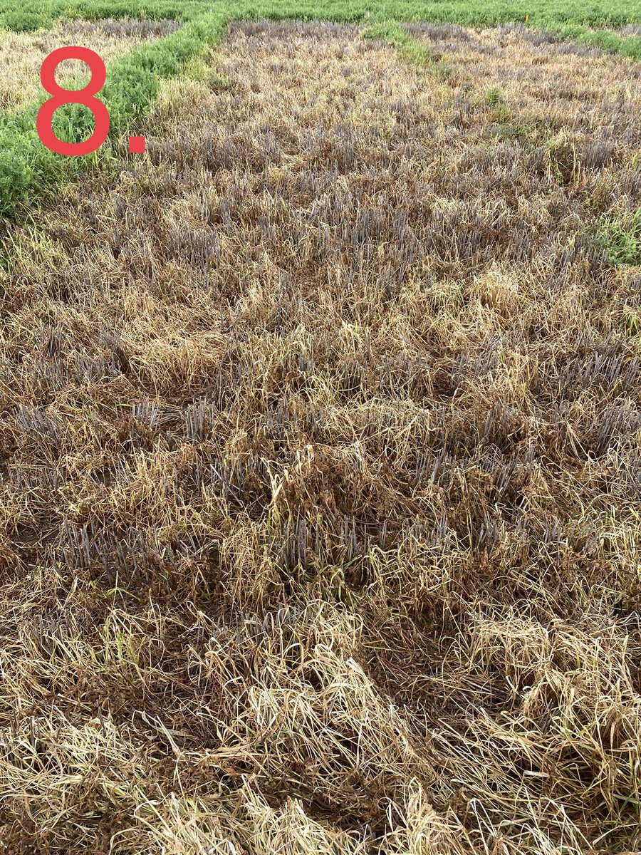 Nick Zordan (@zordsinhorsh) on Twitter photo <a href="/AusSMSRURAL/">Austin.Smith98</a> and I looking at our knockdown demo at Kalkee, plenty of learnings which is awesome. Some good local info to pass onto our growers. <a href="/NufarmAustralia/">Nufarm Australia</a> <a href="/mart_montgomery/">Marty Montgomery</a> <a href="/Imtrade/">Imtrade CropScience</a> <a href="/AusSMSRURAL/">Austin.Smith98</a> and I looking at our knockdown demo at Kalkee, plenty of learnings which is awesome. Some good local info to pass onto our growers. <a href="/NufarmAustralia/">Nufarm Australia</a> <a href="/mart_montgomery/">Marty Montgomery</a> <a href="/Imtrade/">Imtrade CropScience</a>