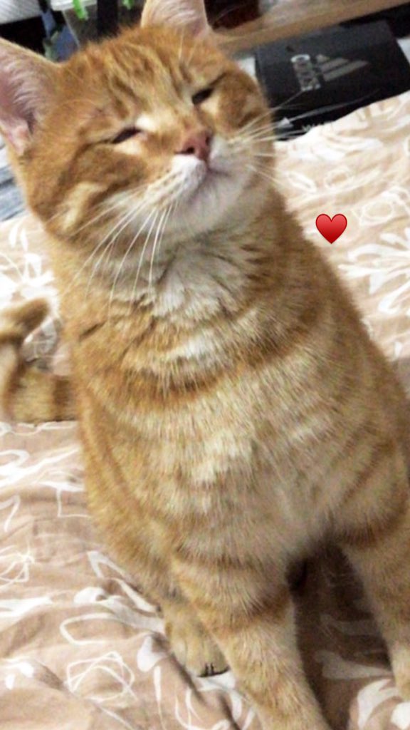 Ankara. Kısır, erkek. Ailesi yurt dışına giderken terk etti ve geçici yuvalarda da süresi dolduğu için sokağa dönmek zorunda kaldı. Kapımın önünde bakıyorum, tek derdi kendini sevdirmek. Sokakta yapamıyor. Takip ve sözleşme şartı ile Ankara içi yuvalandırılacak.
<a href="/kgokdemiir/">Kübra</a>