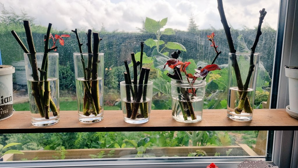 BasilLivanos's tweet photo. Rose propogation test. Will let you know which type of cut works out best.
Stay tuned.
#roses #rosesarered #propogation #offcuts #test #trial #trialanderror https://t.co/F0yEvUDmSG
