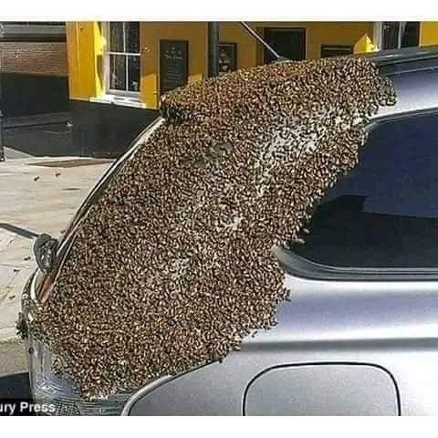 1-🐝🐝ÖNEMLİ🐝🐝🐝

Böyle bir şey gördüğünde korkma, itfaiyeyi ya da sivil savunmayı  arama, hareket etme, öldürme!
Onlar sadece seyahat eden arılar ve sadece 24 saat duracaklar. Onları rahatsız etme, sana zarar vermezler. Onlara yardım etmek istiyorsanız, hafif bir tabakta