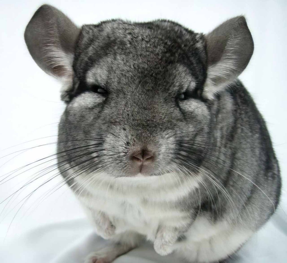 Chinchilla Every Hour (and a half) (@chinchillahour) on Twitter photo 