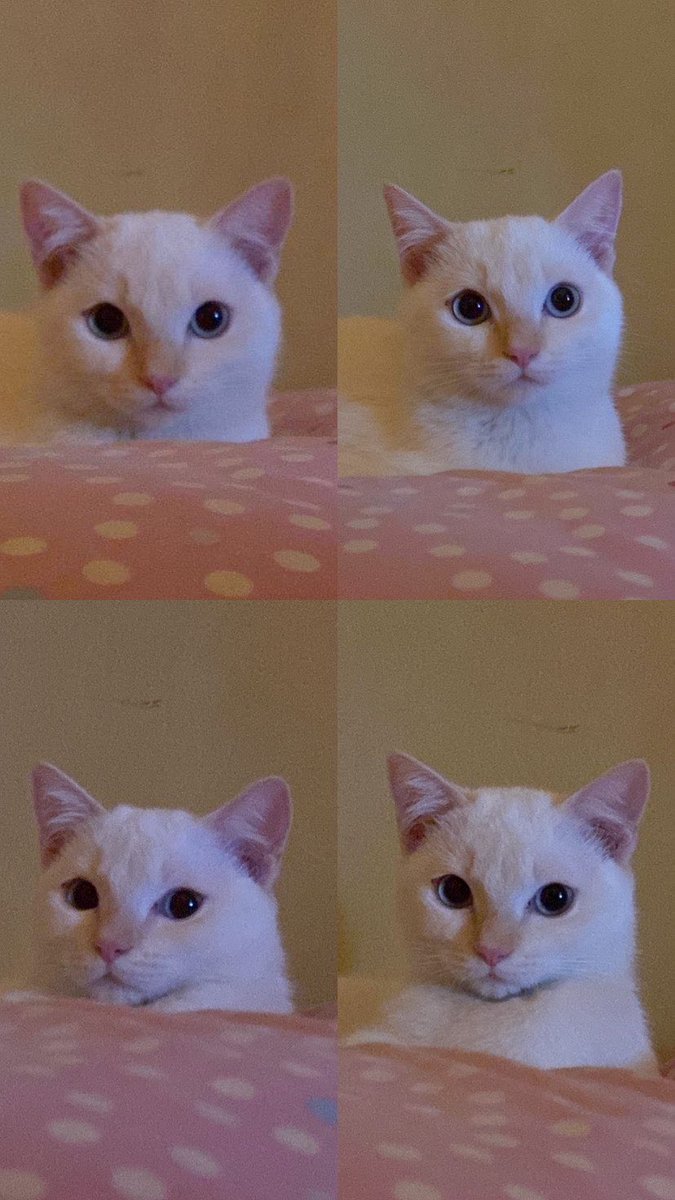 🐈 🫶🏼
