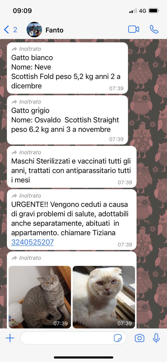 FratoniIlaria's tweet photo. Scottish da adottare!❤️
#gatti #adozione https://t.co/YPx7NUDqPF
