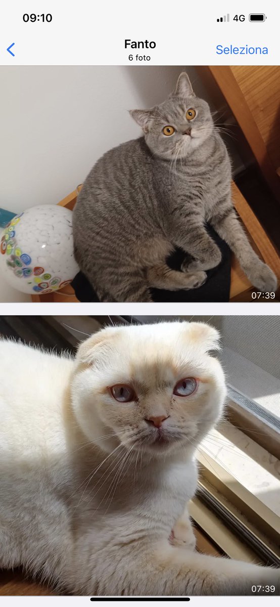 FratoniIlaria's tweet photo. Scottish da adottare!❤️
#gatti #adozione https://t.co/YPx7NUDqPF