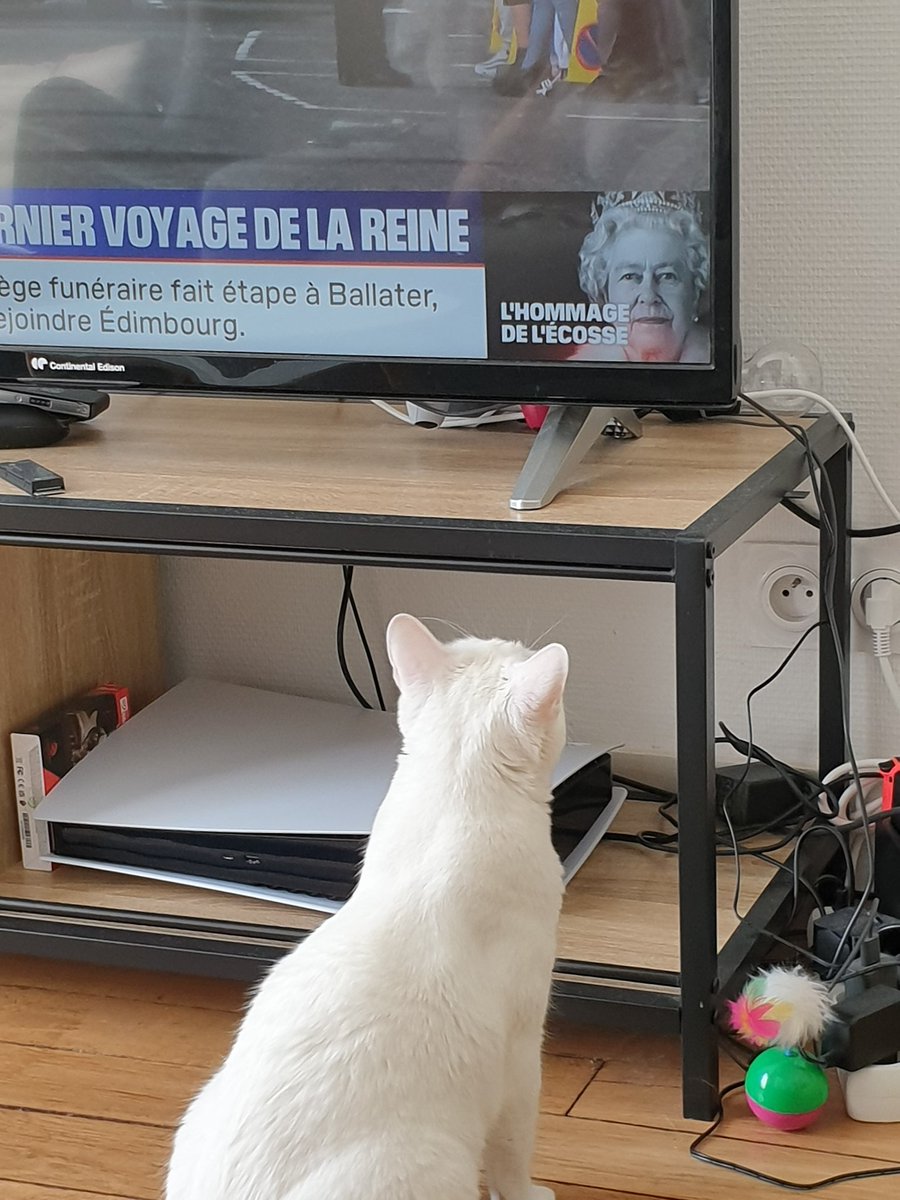 Alaska_cat_off's tweet photo. Je sors de ma sieste et je découvre la nouvelle. 😢 https://t.co/yOWxY7G6eg