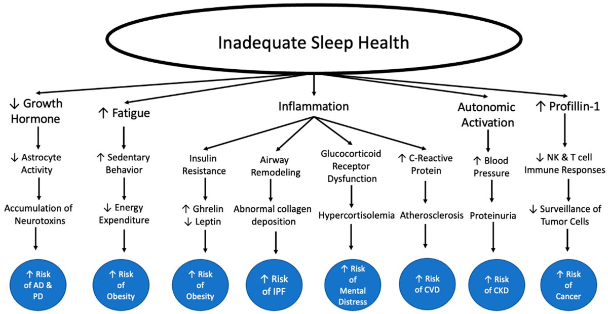 Dormir bien disminuye el riesgo de numerosas enfermedades crónicas
Vía <a href="/heniek_htw/">htw</a> 
#sueño #descanso #Alzheimer #Parkinson #FPI #ECV #IRC #obesidad #cancer
doi.org/10.3390/ijerph…