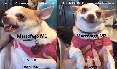 IberianCitizen's tweet photo. 🎈Adipocito repleto↔️Adipocito "depleto"🫗
#obesidad #macrofagos https://t.co/RyazVwmAuz