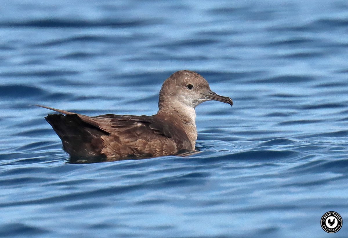 My favourite of the photos that I've edited so far from yesterday's @ak_cruises pelagic out to Falmouth Bay. Balearic Shearwater is a beautiful bird and one I'm glad to have seen at last. @BirdGuides @CBWPS1 @KeithLeeves @Scillypelagics @FMConservation