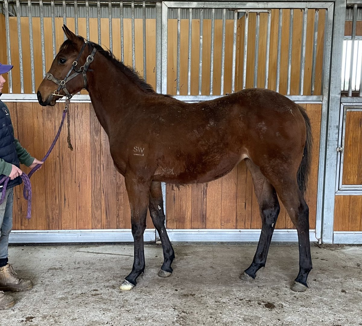 Scott WilliaⓂ️son tweet media