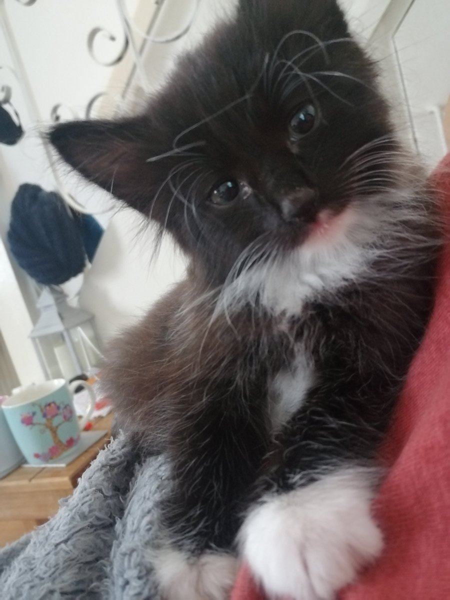 Paulapickle13's tweet photo. Good morning 🌞🌸💕🐾 #CatsOfTwitter #cats https://t.co/qSBFYSjo30