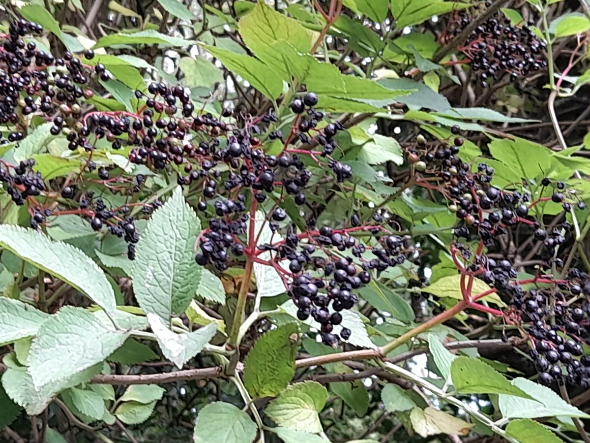 Val_Bold's tweet photo. #SeptemberSunday garden,
#Stirling https://t.co/4WbvaoMQvM