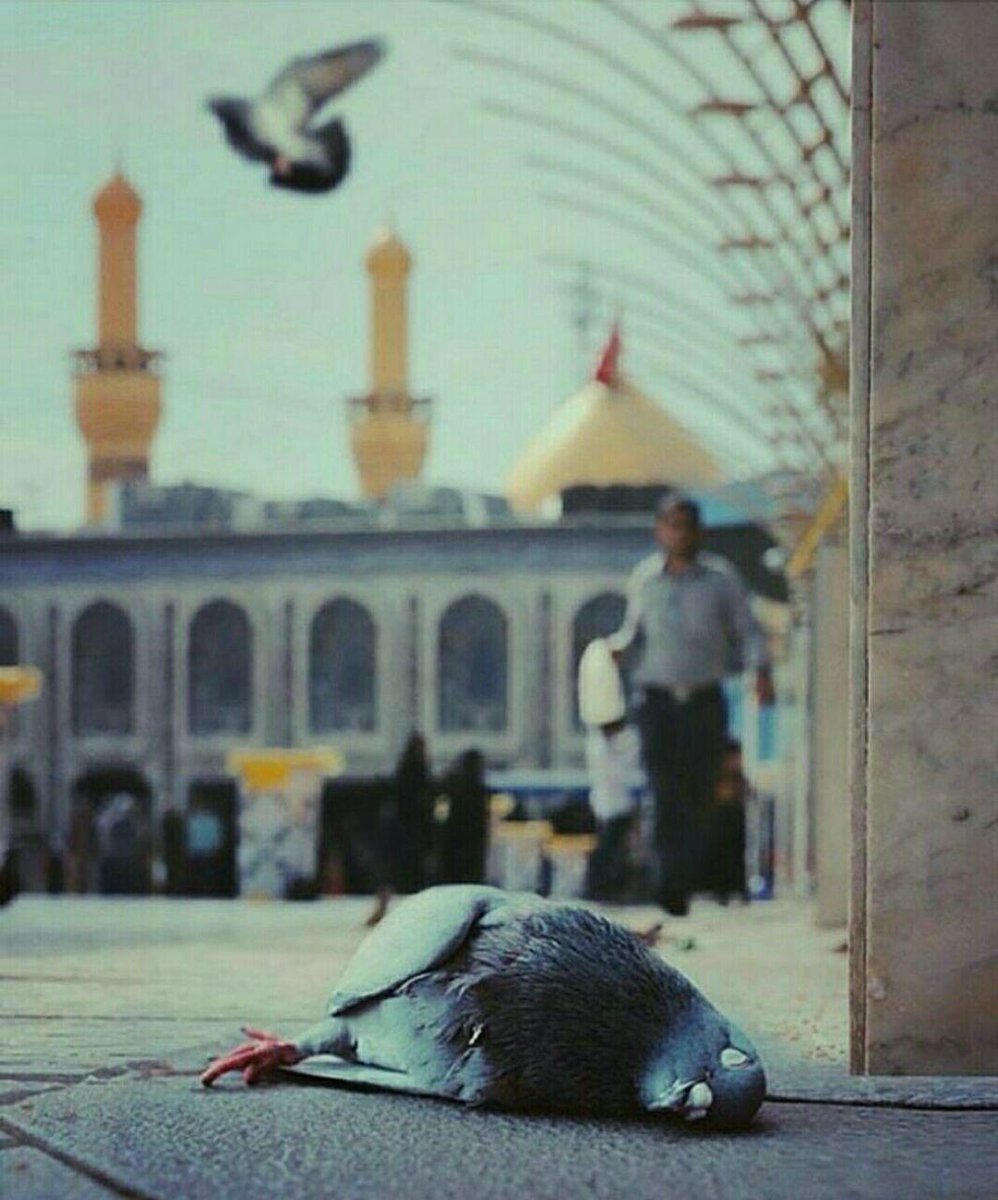 hasankahrizi's tweet photo. یا حسین دارم هلاک می شم از غم دوری
از غم فراق پیاده روی اربعین دارم می میرم
آه حسین....

#مشاية_الأربعين
#حب_الحسین_یجمعنا
#اربعین
#arbaeen
#Arbaeen2022 #hussain https://t.co/ZfLRP1IP4r