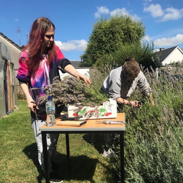 nenaghctc's tweet photo. Harvesting lavender from our garden with Chloe, Mickeala and Winnie. Part of our life skills &amp; Mental Wellbeing Programme. https://t.co/GaIEJRWPkc