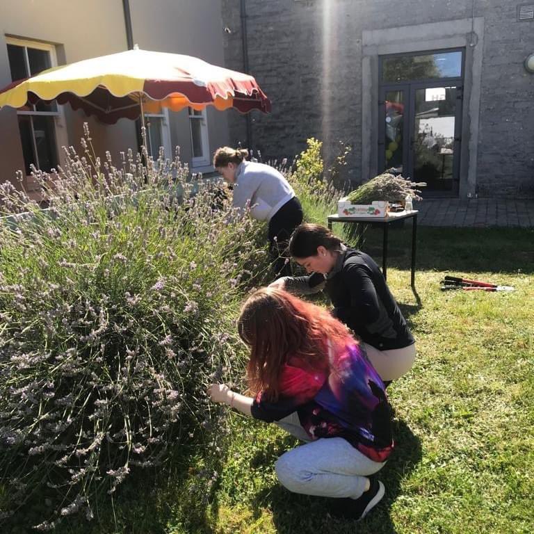 nenaghctc's tweet photo. Harvesting lavender from our garden with Chloe, Mickeala and Winnie. Part of our life skills &amp; Mental Wellbeing Programme. https://t.co/GaIEJRWPkc