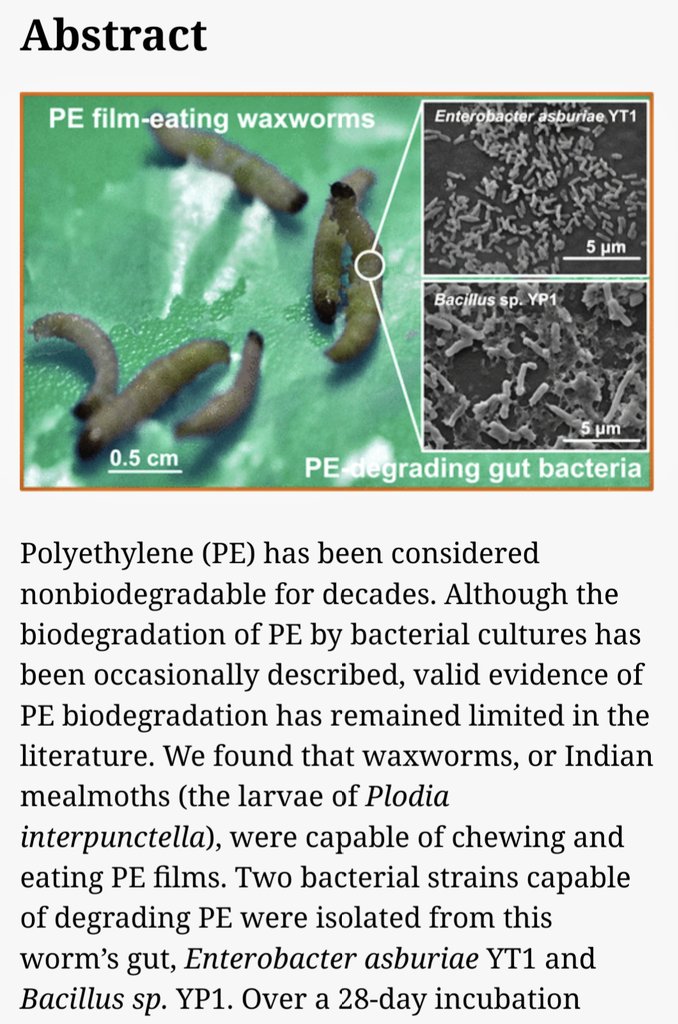 EinsteinsAttic's tweet photo. ...Indian meal moths (Plodia interpunctella) have bacteria in their guts that can help #biodegrade #polyethylene - commonly used to make plastic bags - during which process the #bacteria produce a dozen water-soluble 'daughter products':

https://t.co/Hj82iagtRx https://t.co/I8PYqnJOUF