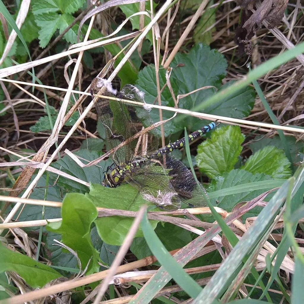 DawnGillDesigns's tweet photo. This (not so) little dragonfly has to be about 4inches and was napping in the yarn display. We've released him now, isn't he glorious?
#WildAboutWool #Poltimore #Organic #Exeter https://t.co/9tbCnMY6rC