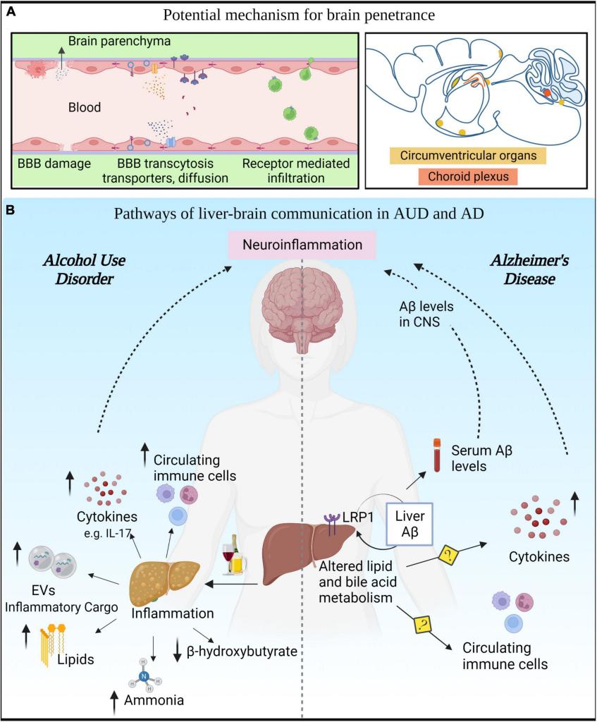 radhikasj's tweet photo. Thoroughly enjoyed making figures with biorender for our review. https://t.co/72dZQ92Odb