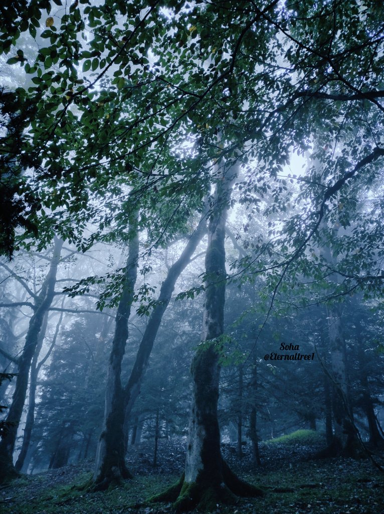 Secret places in the forest 💚 #saveforests #savetrees #forest #NaturePhotography #hyrcanianforests