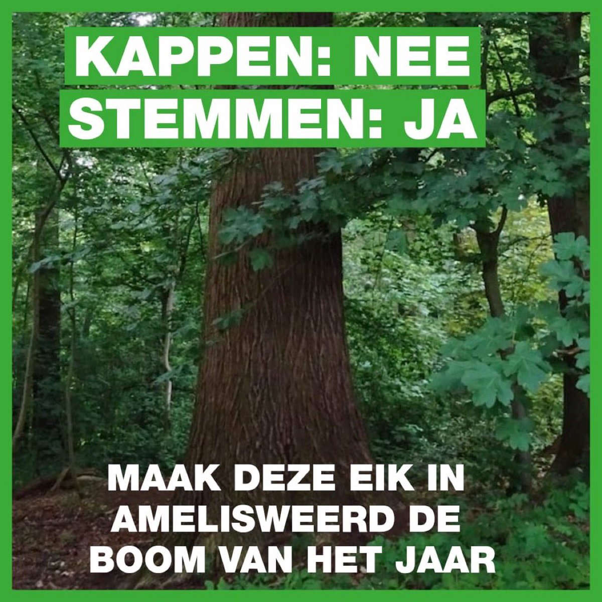 Bomen vertellen verhalen. Op de website van SBNL zie je 12 prachtige bomen met een verhaal. Allemaal de moeite waard om te behouden en dat geldt zeker voor Amelisweerd!

Breng hier je stem uit 👇👇👇👇👇👇
deboomvanhetjaar.nl/stem-op-uw-boom