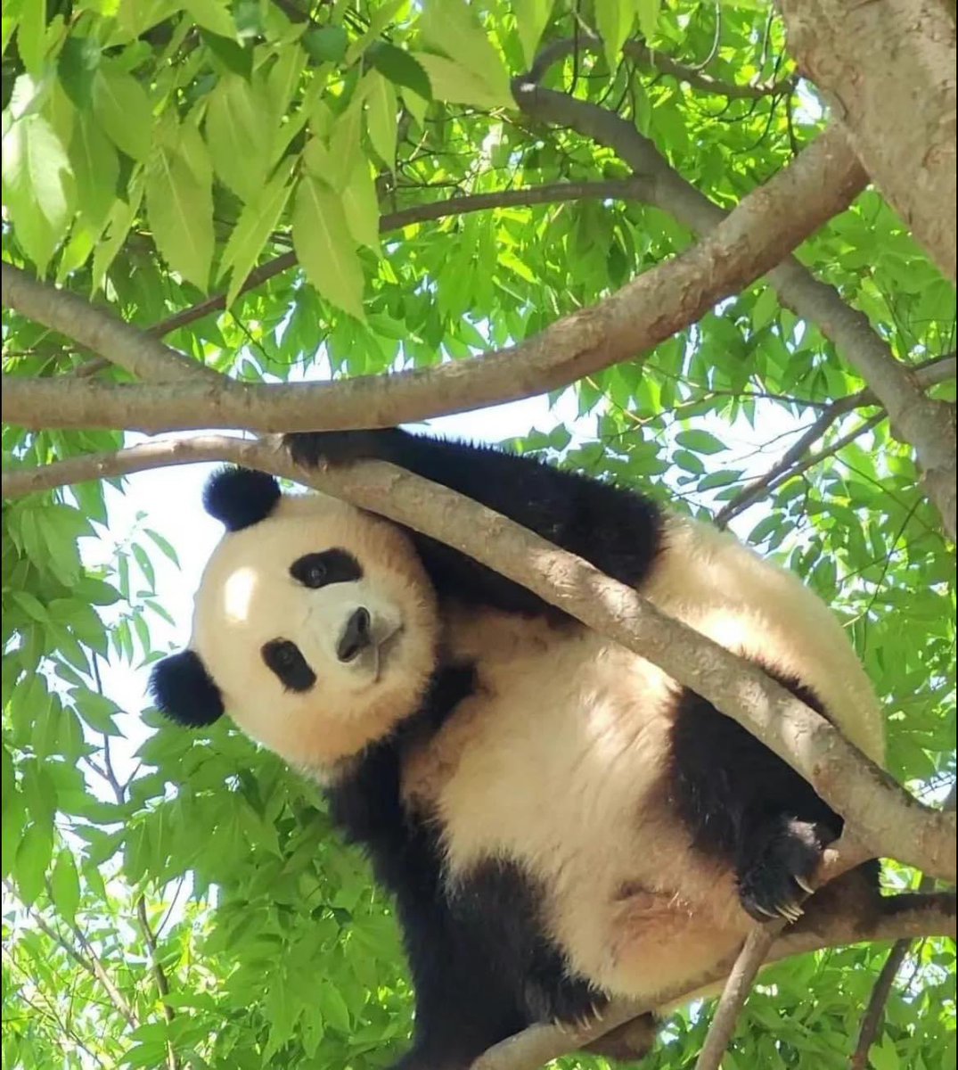 Chengdu_City's tweet photo. He's like an elf hanging on a tree. 🐼
#Chengdu #pandas #PandaStory #PandaLover #PandaEverything https://t.co/r8YtZ7qsYn