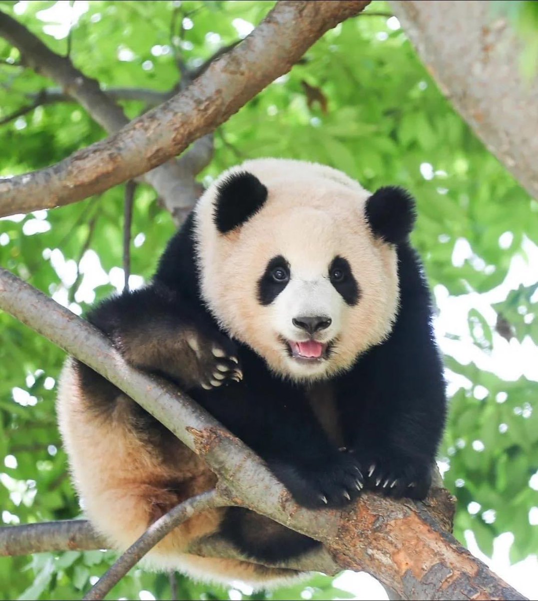 Chengdu_City's tweet photo. He's like an elf hanging on a tree. 🐼
#Chengdu #pandas #PandaStory #PandaLover #PandaEverything https://t.co/r8YtZ7qsYn