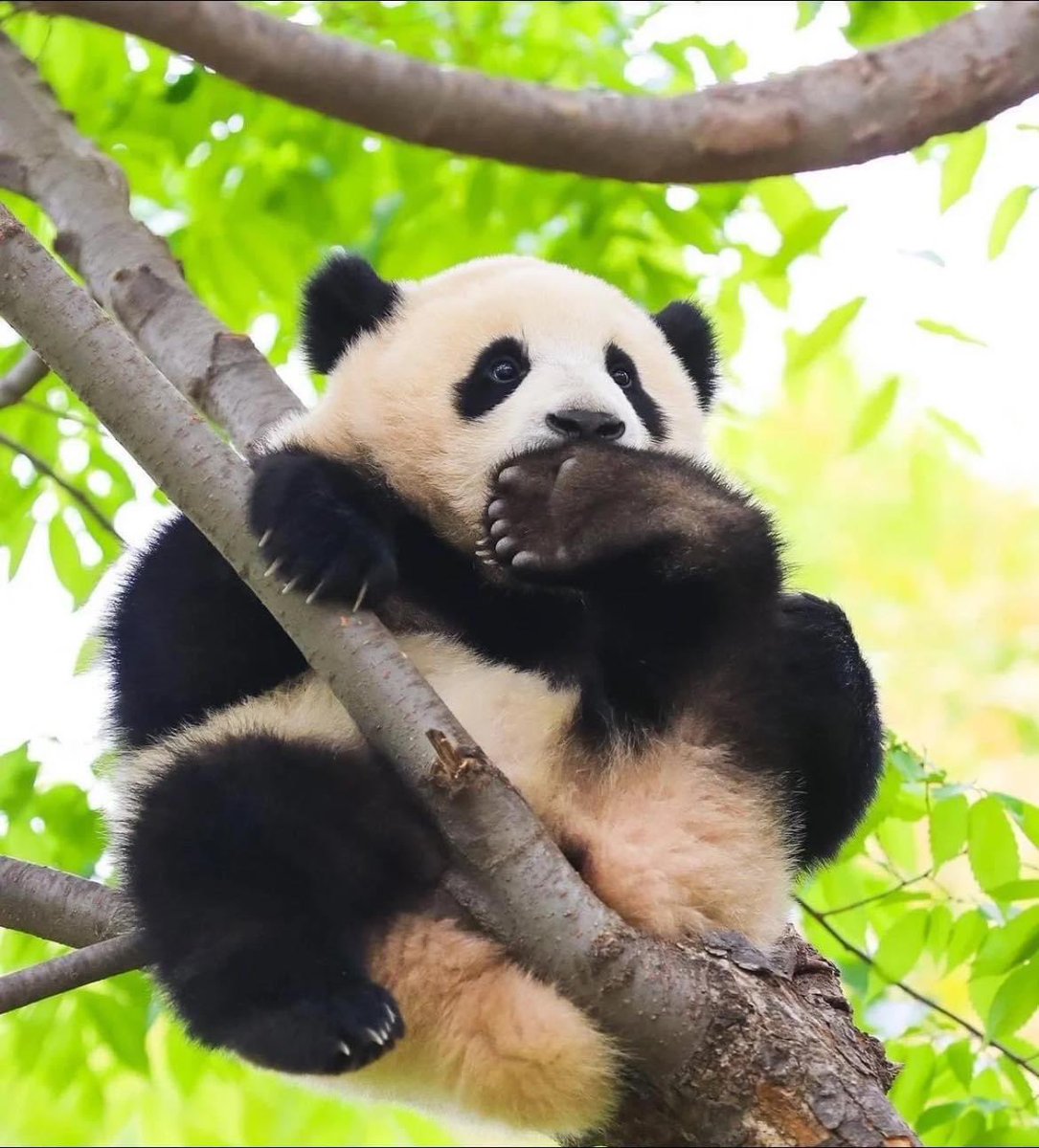 Chengdu_City's tweet photo. He's like an elf hanging on a tree. 🐼
#Chengdu #pandas #PandaStory #PandaLover #PandaEverything https://t.co/r8YtZ7qsYn