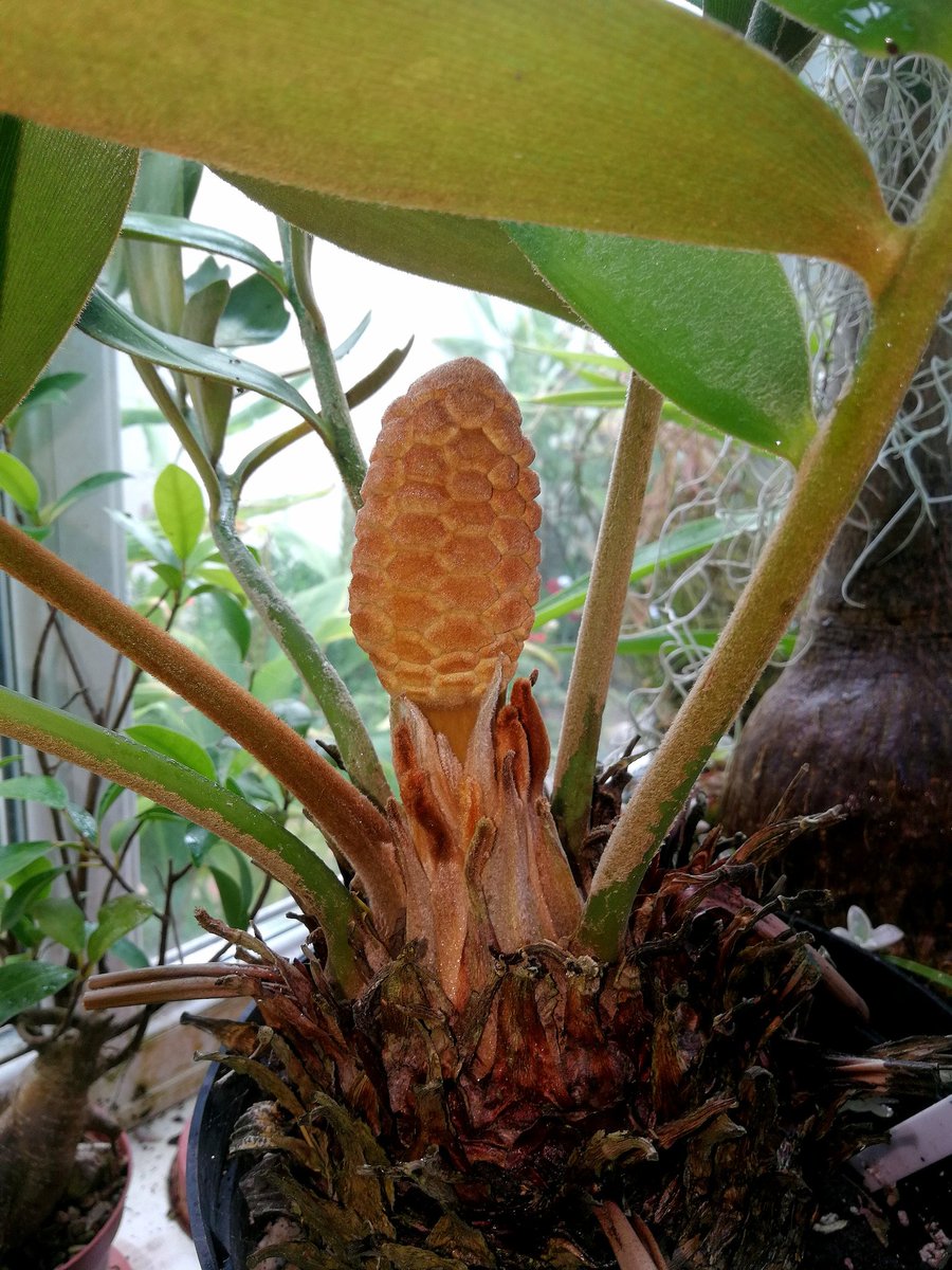 I have looked after this plant for 20 years, zamia furfuracea, cycad from Mexican rainforest and now it is making a cone. The thing is, I'm not sure yet if it a male or a female, I can find a few pictures on the web