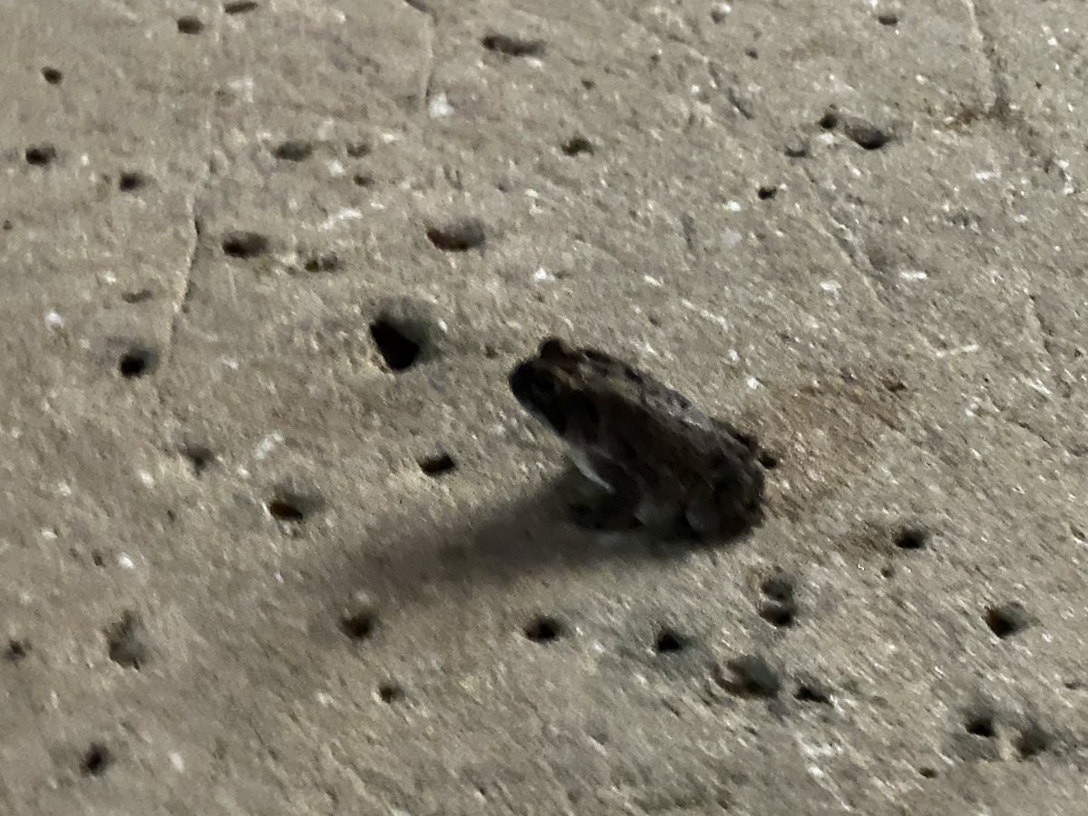 charey's tweet photo. I am at Disney World (and so is this frog) https://t.co/2uOw6kUKRn