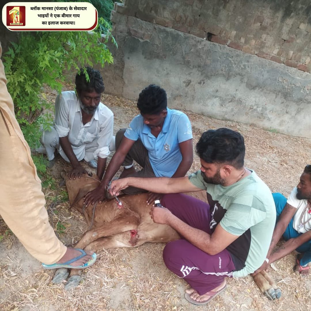 DSSNewsUpdates's tweet photo. Serving the helpless &amp; destitute creatures is more joyful than we can even imagine! Setting an example of #humanity, #DeraSachaSauda volunteers provide the best treatment and care to injured cow in their areas! #AnimalWelfare #MedicalAid https://t.co/2cRpulkNPR