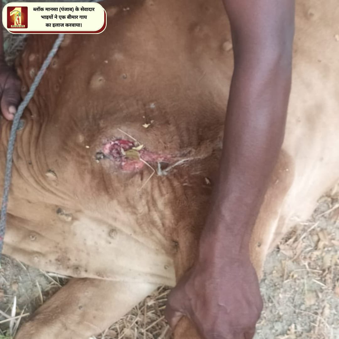 DSSNewsUpdates's tweet photo. Serving the helpless &amp; destitute creatures is more joyful than we can even imagine! Setting an example of #humanity, #DeraSachaSauda volunteers provide the best treatment and care to injured cow in their areas! #AnimalWelfare #MedicalAid https://t.co/2cRpulkNPR
