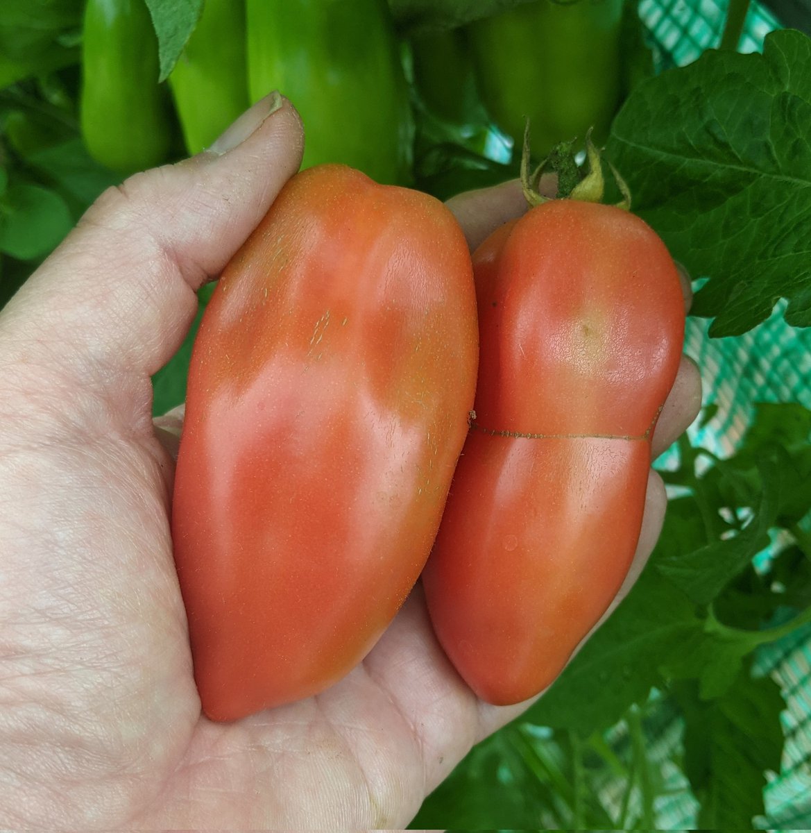 PlentyFdProject's tweet image. 11th September - and I finally get a ripe tomato 🍅 Been waiting all summer ☺️