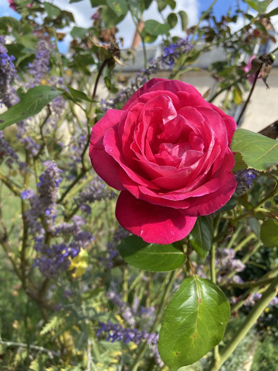 t_mustacchio's tweet photo. Gardens of Versailles🇫🇷🌞 https://t.co/zMBCSsrisV