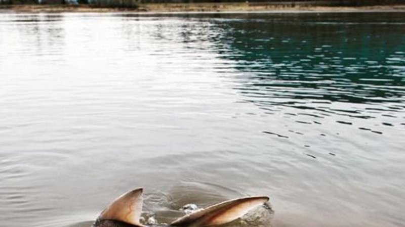 River mystery: what is killing the giant sturgeon of B.C.’s Nechako River? dlvr.it/SY7sxj