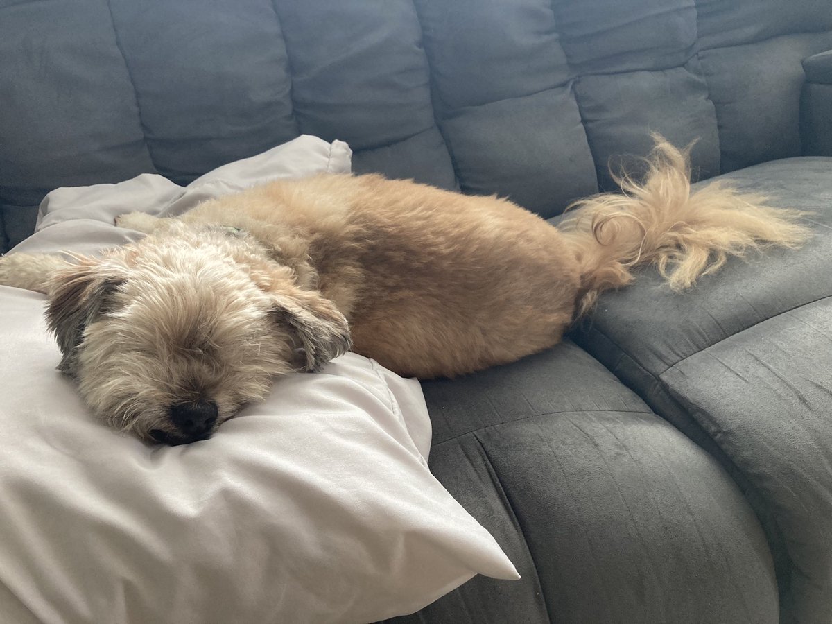 goodboygomer's tweet photo. Don’t forget your post-breakfast nap. #lazysunday https://t.co/tZ26MedgRB