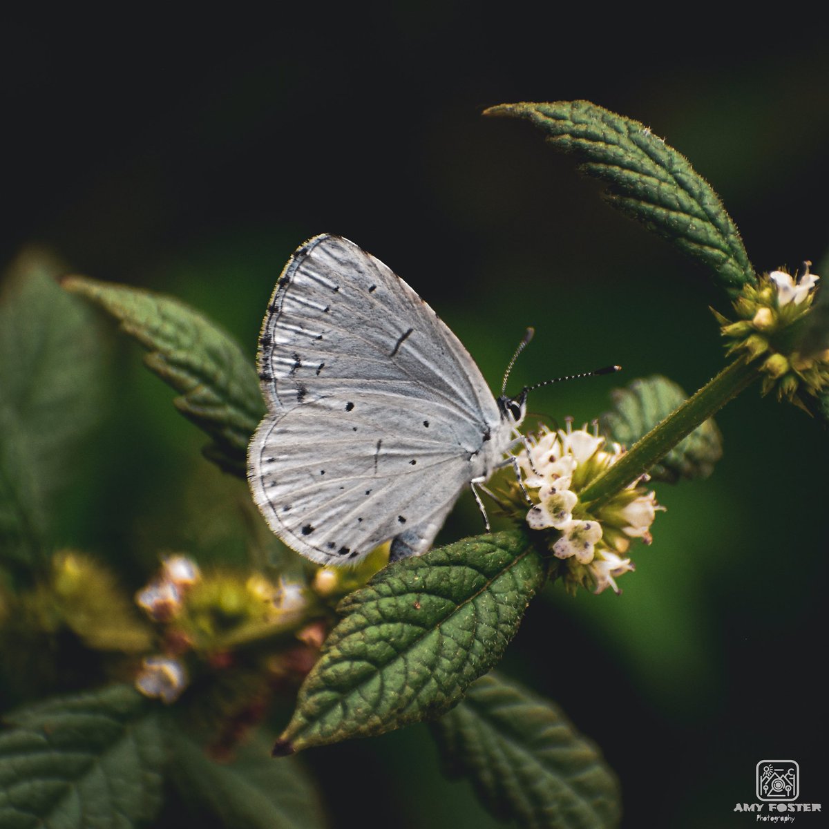 amyfoster_photo's tweet photo. Butterfly shot 🦋

📸 Nikon D5600
✍️ Adobe Lightroom

#photography #photographer #Nikon #nikonphotography #nikoneurope #nikonownermagazine #nikond5600 #adobe #adobelightroom #photooftheday #photographersoftwitter #nature #wildlifephotography #butterfly #macrophotography #wildlife https://t.co/zFoDdJpq4G
