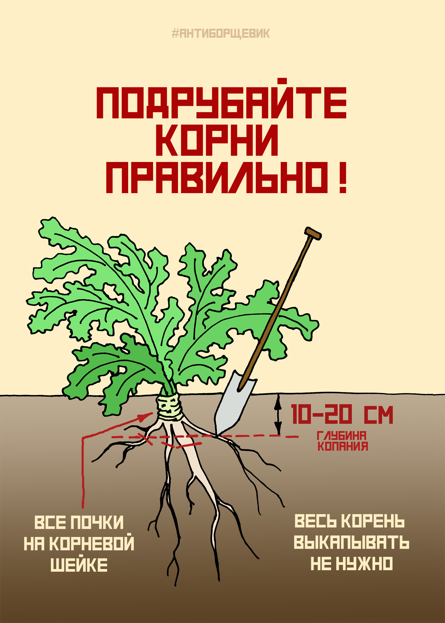 Борщевик Сосновского корнеплод