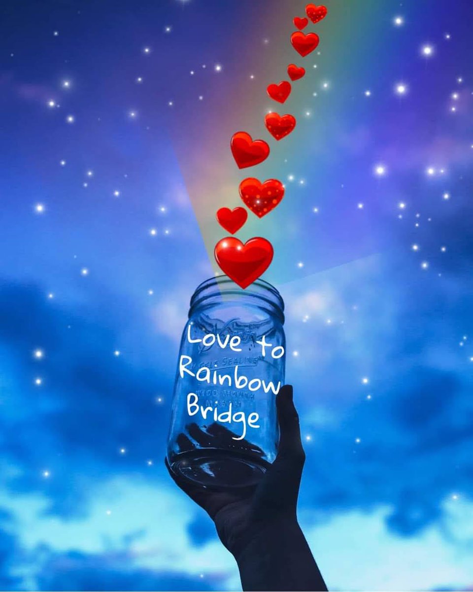 InokumaT's tweet photo. @TheCatMalice We are so sorry to hear this πΏπ Love you always and forever our sweet nephew π #ForeverInOurHeartsπ #RestInLove brave warrior β€π Rraaaar #ZSHQ #ZSHC
#theruffriderz
https://t.co/5AaEdqw06V https://t.co/Lonp6JAKh9