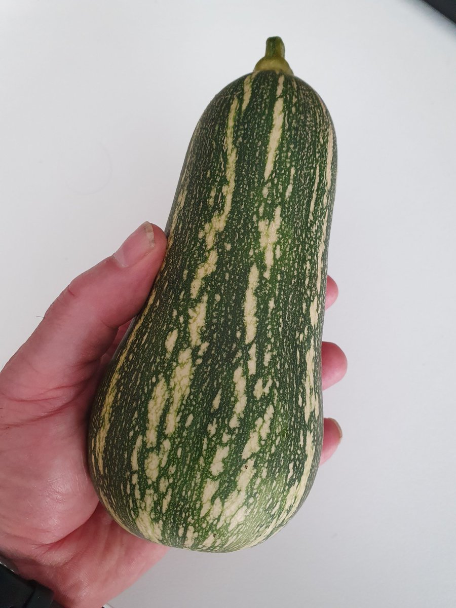 G4CFS's tweet image. First butternut squash of the season, 

#GardeningTwitter #allotment #growyourown