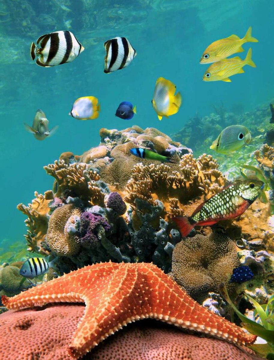 Beautiful underwater world 😊🐳